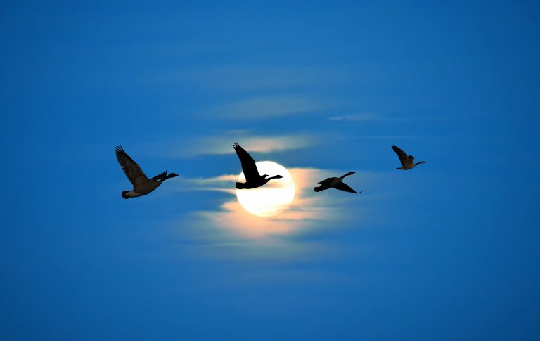 Beautiful sky on sunset or sunrise with flying birds natural background